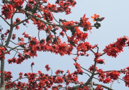 Bangladesh
