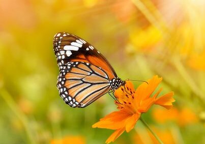 Butterflies and Flowers Butterflies and Flowers