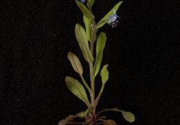 forget-me-not-plant-on-black-background-william-turner
