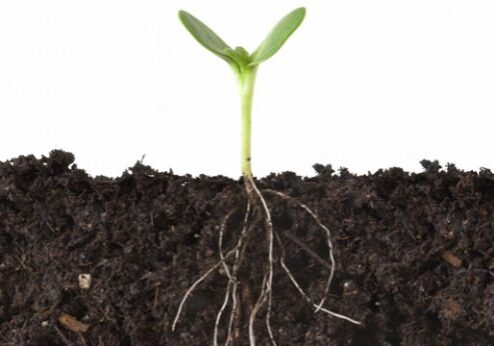 roots_KateLeigh_iStock_Thinkstock-600x346